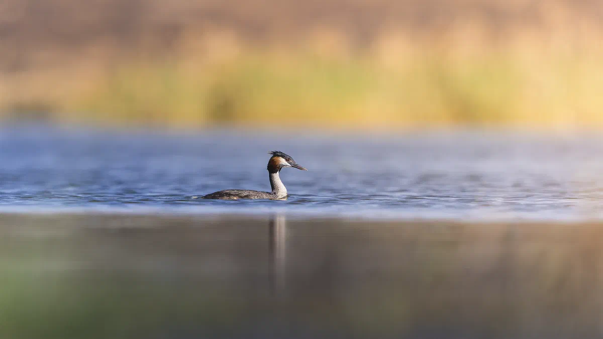 Great Crested Grebe swimming on calm blue water with golden reeds blurred behind