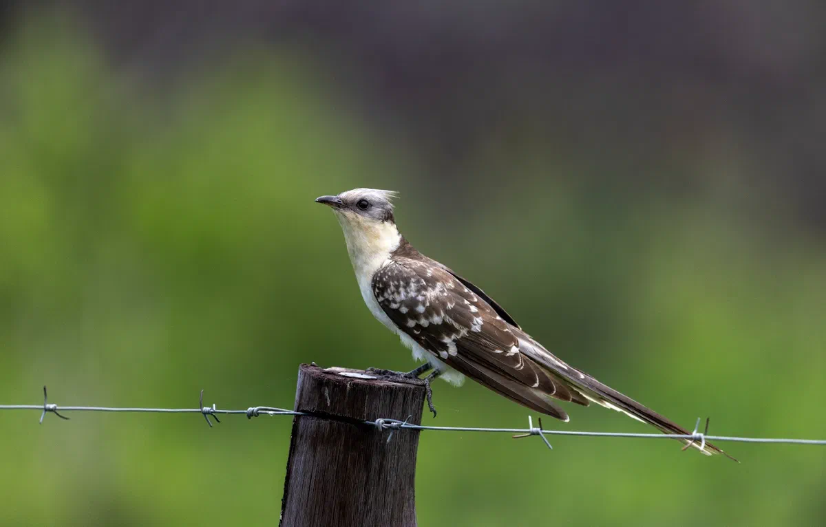 Great Spotted Cuckoo with a grey crest perched on a fence post above barbed wire