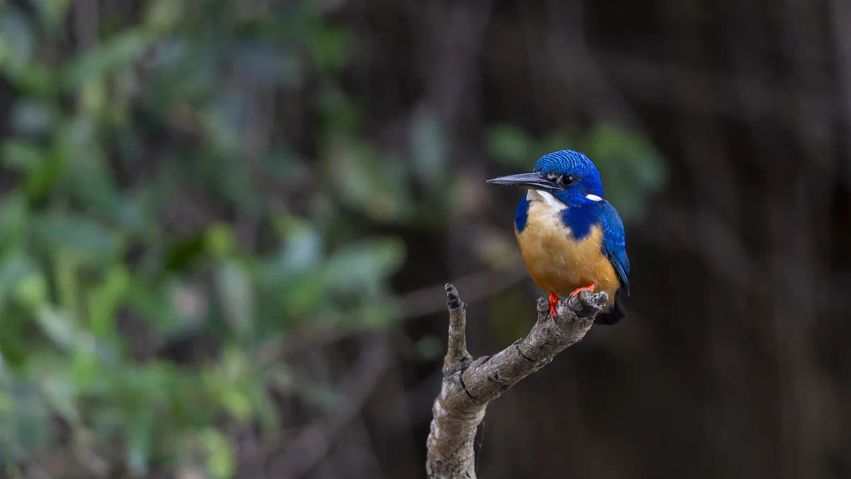 Half-collared Kingfisher perched on a bare branch against a dark green forest background