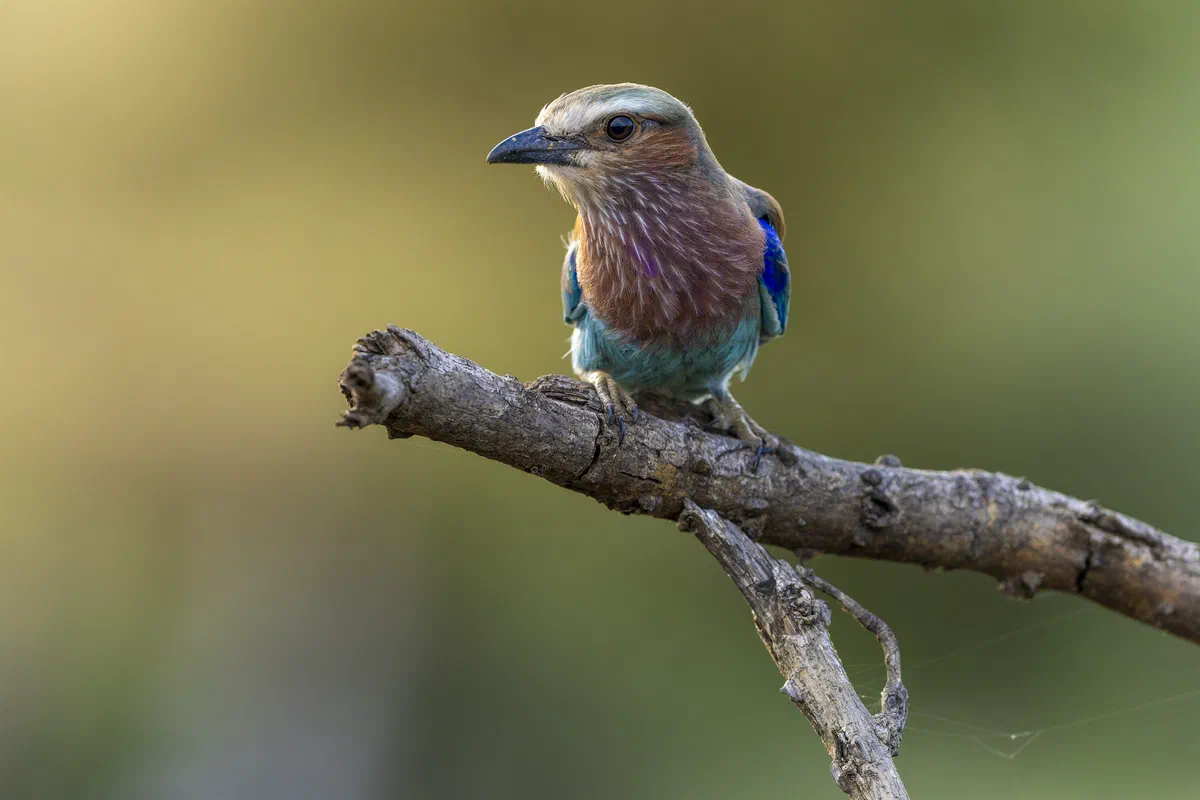 Lilac-breasted Roller perched on a bare branch, showing its lilac breast and turquoise wings