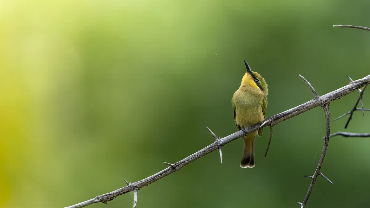 Little Bee-eater looking straight up from a thorny branch against a soft green background