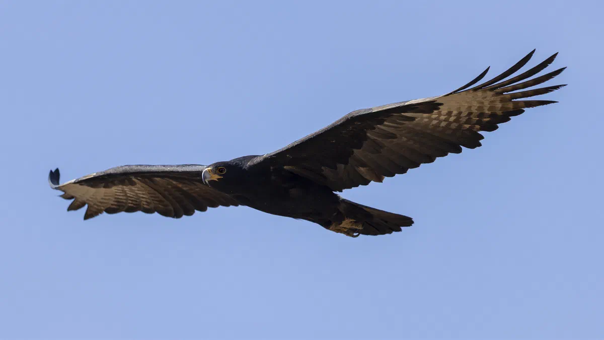Verreaux's Eagle gliding across a clear blue sky, wings outstretched