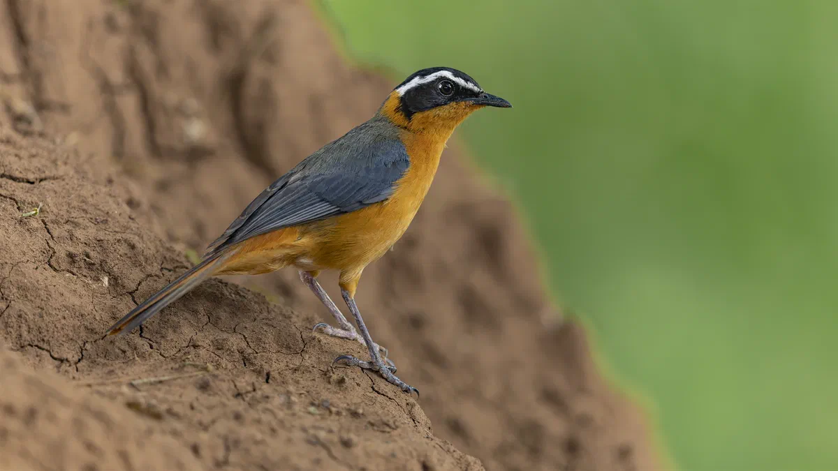 White-browed Robin-Chat with orange breast and bold white eyebrow standing on a red termite mound