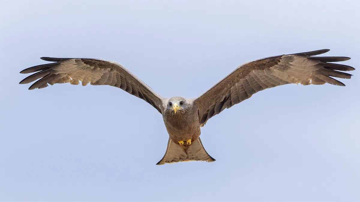 Yellow-billed Kite flying straight towards the camera with wings fully spread against a pale sky